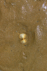 A shell on wet sand. A shell is slightly buried in the yellow sand, the sun reflecting off the damp sand.