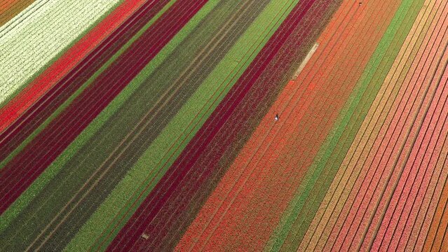 Aerial drone view of blooming tulip fields in the Netherlands
