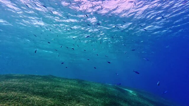 Looking up from the ocean floor we see a school of fish near the surface.