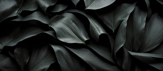 abstract black leaves for tropical leaf background. dark nature concept, tropical leaf