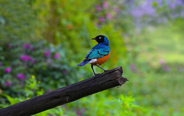 East African songbird of the starling family Superb Starling (Spreo superbus)