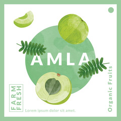 Indian gooseberry fruits or Amla packaging design templates, watercolour style vector illustration.