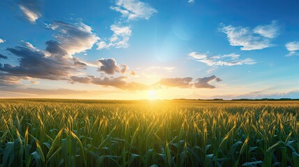 Sunset over cornfield with blue sky and clouds agriculture