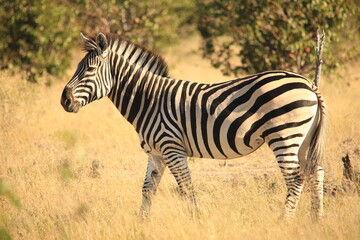 single zebra in the bush of Botswana