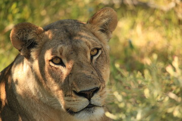 portrait image of a lioness head