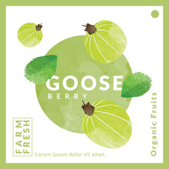 Gooseberry packaging design templates, watercolour style vector illustration.