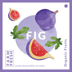 Fig packaging design templates, watercolour style vector illustration.