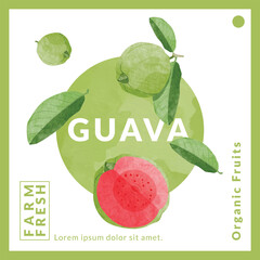 Guava fruit packaging design templates, watercolour style vector illustration.
