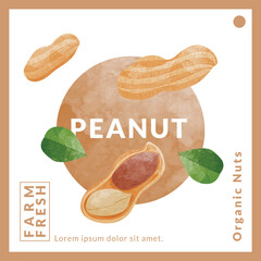 Peanut or Groundnut packaging design templates, watercolour style vector illustration.