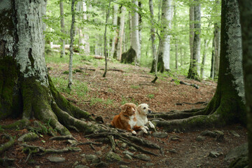 Two dogs, a Nova Scotia Duck Tolling Retriever and a Jack Russell Terrier, rest in a forest. Surrounded by trees, they exude a sense of companionship and serenity in nature