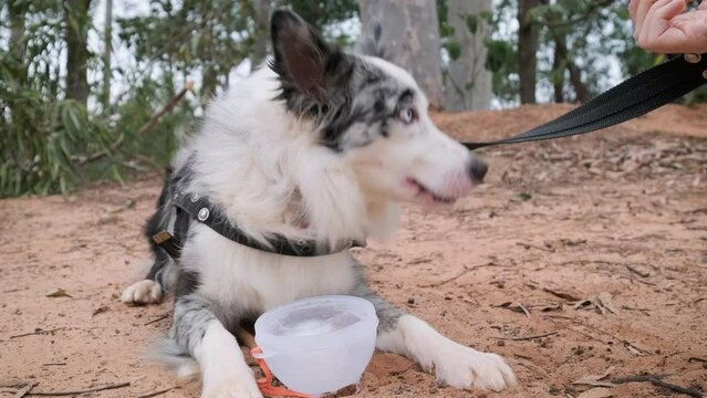 Australian shepherd dog cools off by licking ice from a bowl after a summer walk in the woods