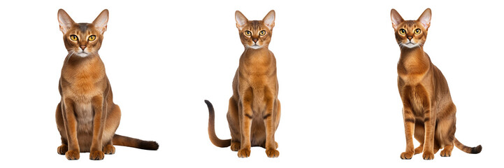 Majestic Abyssinian Cat Isolated on Transparent Background - obrazy, fototapety, plakaty