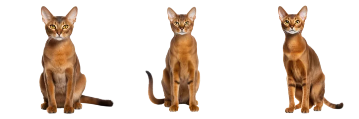 Fotobehang Majestic Abyssinian Cat Isolated on Transparent Background © INORTON