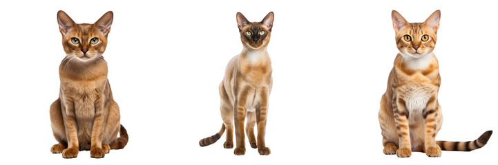 Graceful Burmese Cat Isolated on Transparent Background