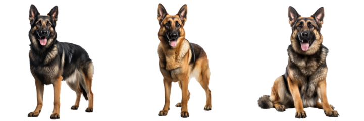 Captivating German Shepherd Dog Isolated on a Transparent Background