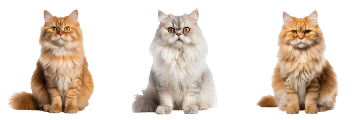 Graceful Persian Cat on Transparent Background: Elegant Feline Set - obrazy, fototapety, plakaty