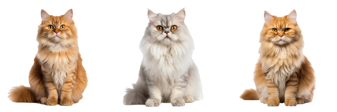 Graceful Persian Cat on Transparent Background: Elegant Feline Set