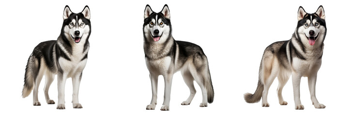 Siberian Husky: Graceful Canine Charm in Full Body Set on Transparent Background