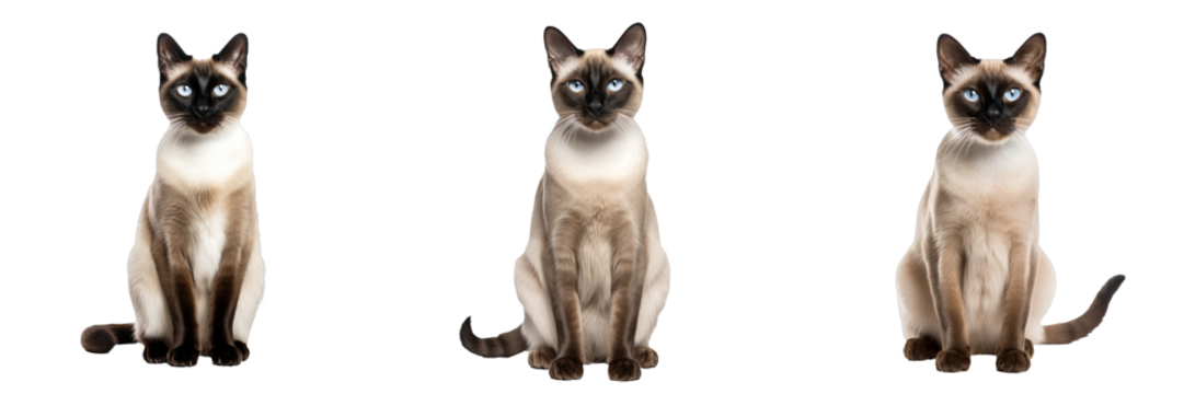 Majestic Siamese Cat: Full Body Isolated on Transparent Background