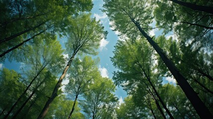 Obraz premium Trees in forest from below green tops of trees blue sky
