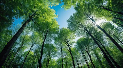Fototapeta premium Trees in forest from below green tops of trees blue sky