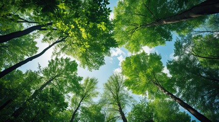 Fototapeta premium Trees in forest from below green tops of trees blue sky