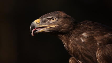 Steppe Eagle