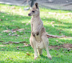 Baby Kangaroo Joey