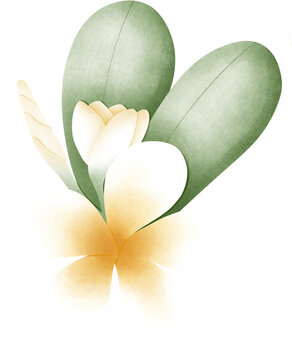 Plumeria or Frangipani flower with leaves isolated