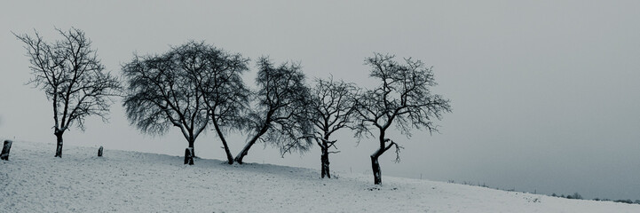 B&auml;ume im Schnee