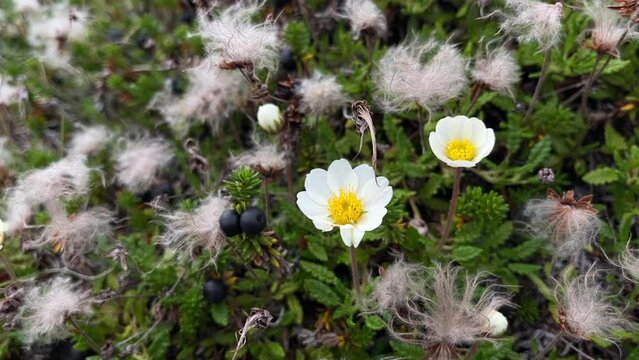 Dryas octopetala, the mountain avens in the windy conditions of the coast of the Barents Sea
