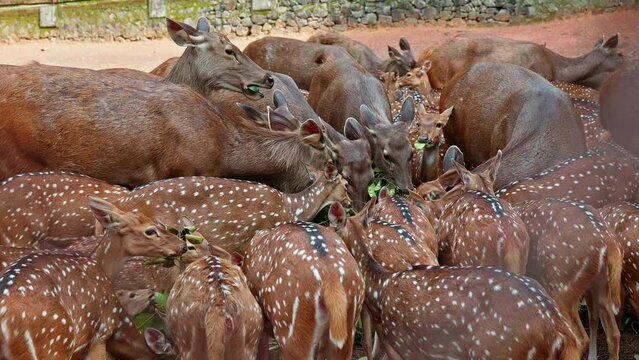 Different species of deer eat together , Herd of deer eating piled leaves , The leaves are chewed