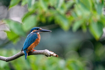Colorful king fisher bird on a branch of a tree waiting to catch a fish in the Netherlands. Green leaves in the background.
