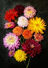 bouquet of dahlias on a dark background. Colorful red, pink and orange dahlias flowers composition...