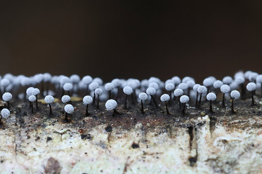 Didymium nigripes, a slime mold from Finland, no common English name