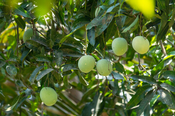 Mango fruit