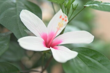 白いハイビスカス