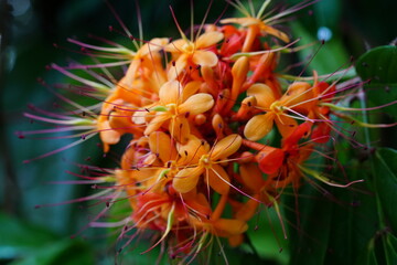 The state flower of Odisha, a state in eastern India, is the Ashoka flower (Saraca asoca). The Ashoka tree, also known as Saraca indica, is revered for its beautiful and fragrant flowers 