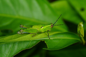 Grasshoppers are herbivorous insects belonging to the suborder Caelifera within the order...