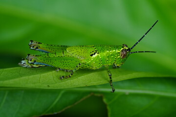 Grasshoppers are herbivorous insects belonging to the suborder Caelifera within the order Orthoptera. They're known for their powerful hind legs adapted for jumping |蝗蟲