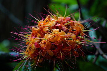 The state flower of Odisha, a state in eastern India, is the Ashoka flower (Saraca asoca). The...