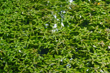 green grass background