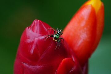 Female Cosmophasis thalassina refers to the female of a species of jumping spider found in various parts of Asia, including countries like Singapore, Malaysia, and Indonesia. |綠曜跳蛛