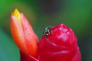 Female Cosmophasis thalassina refers to the female of a species of jumping spider found in various parts of Asia, including countries like Singapore, Malaysia, and Indonesia. |綠曜跳蛛