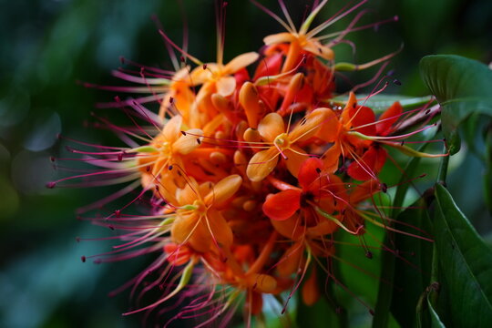 The state flower of Odisha, a state in eastern India, is the Ashoka flower (Saraca asoca). The Ashoka tree, also known as Saraca indica, is revered for its beautiful and fragrant flowers 