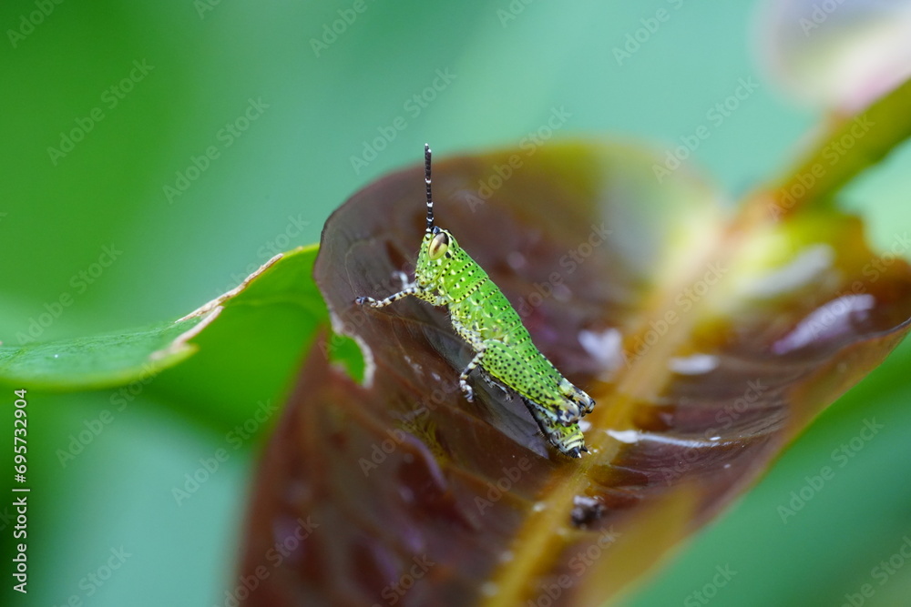 Wall mural grasshoppers are herbivorous insects belonging to the suborder caelifera within the order orthoptera