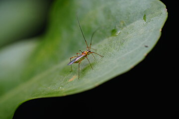 Helopeltis fasciaticollis is a species of true bug belonging to the family Miridae, commonly known as plant bugs. 