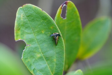 Oxyrachis tarandus, like other treehoppers, has a distinctive appearance. Its body is often adorned with spines, horns, or other projections, giving it a unique and sometimes fantastical appearance. 