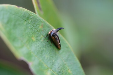 Oxyrachis tarandus, like other treehoppers, has a distinctive appearance. Its body is often adorned with spines, horns, or other projections, giving it a unique and sometimes fantastical appearance. 