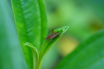 Hyalopeplus spinosus is a species of beetle belonging to the family Scarabaeidae, commonly known as the Christmas beetle. 
